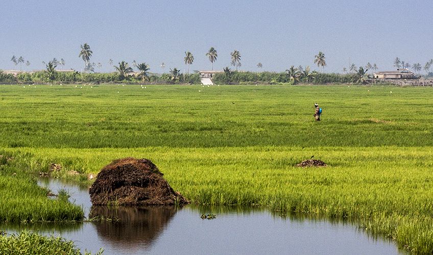 Pond and Straw-Allepey